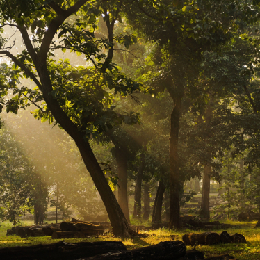 Dandeli